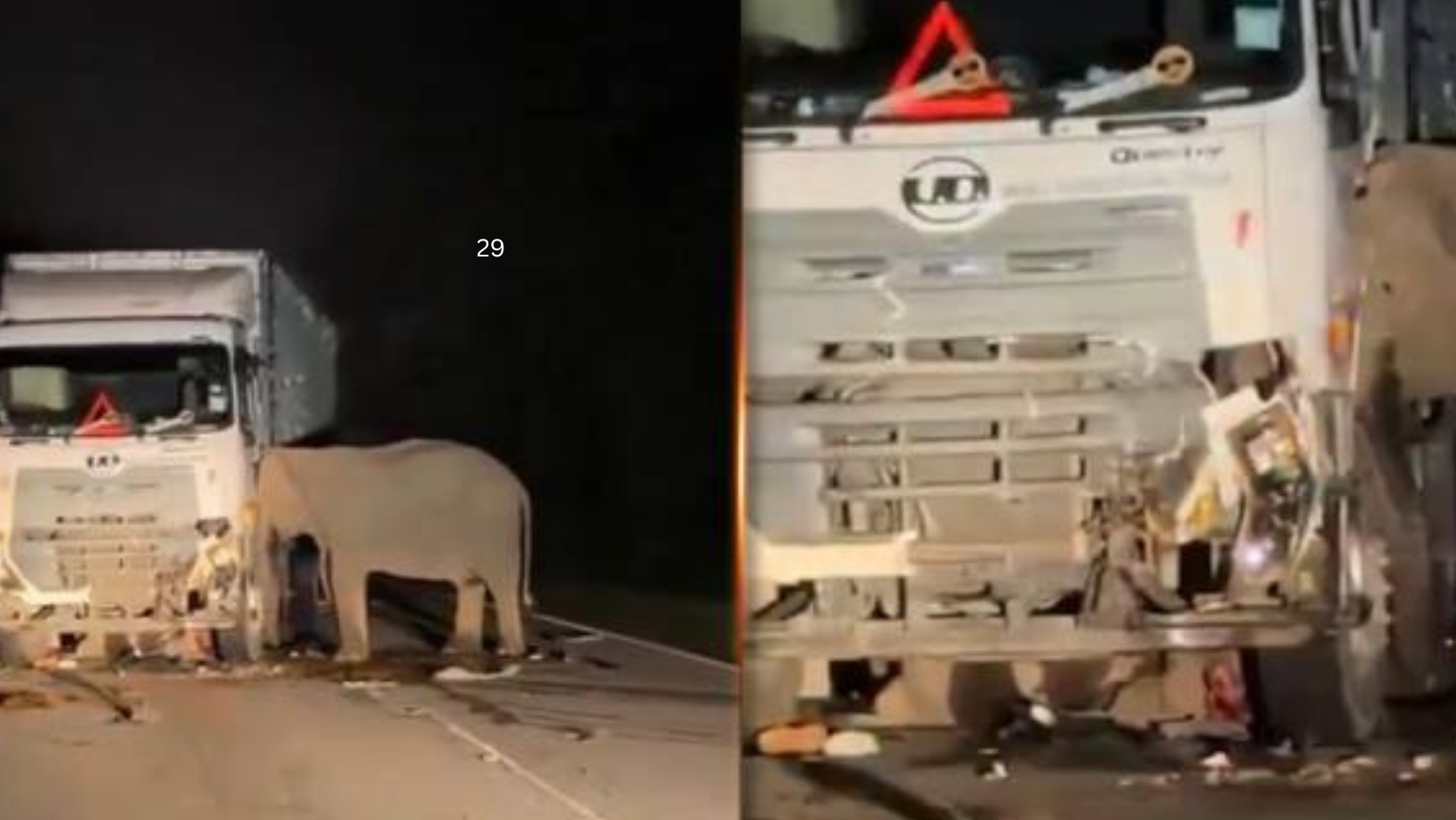 Anak Gajah Jantan Mati Dilanggar Lori Kontena Di Gerik