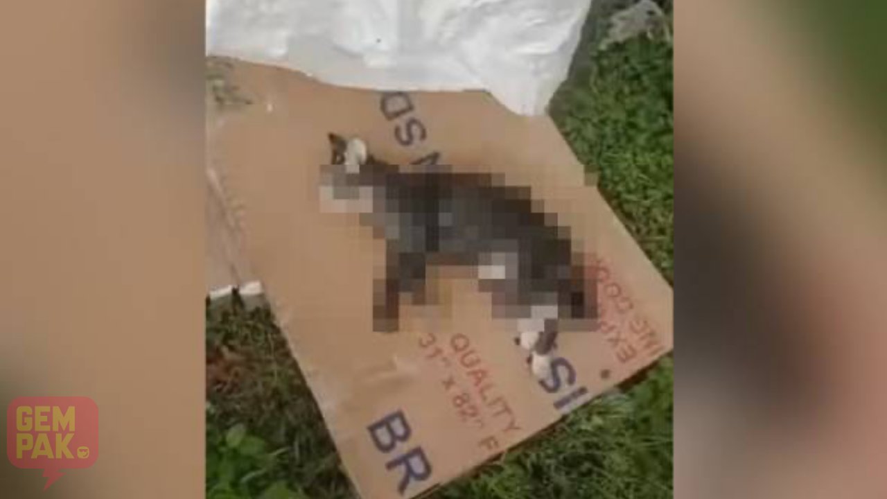 Polis Tahan Lelaki Bantu Siasatan Kes Buang Kucing Dalam Sungai