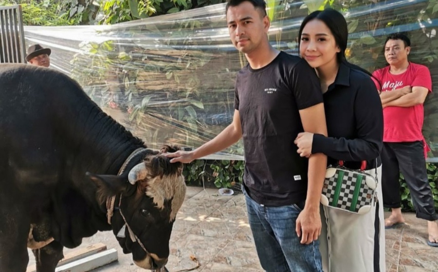 Raffi Ahmad dan Nagita Qurban 6 Sapi dan 11 Kambing di Idul Adha