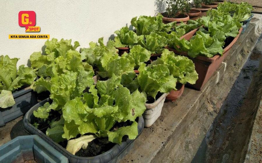 GempakSpot: Cara Mudah Dapat Sayur Segar Tanpa Perlu Bayar! Gempak
