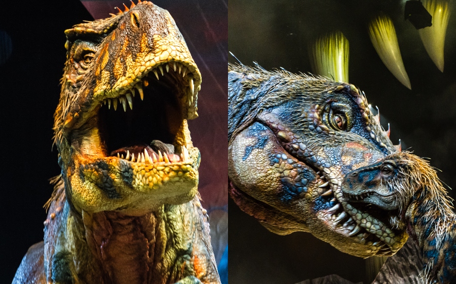 300 Gambar Dinosaurus Sebenar HD Paling Baru 300 Gambar Dinosaurus Sebenar HD Paling Baru