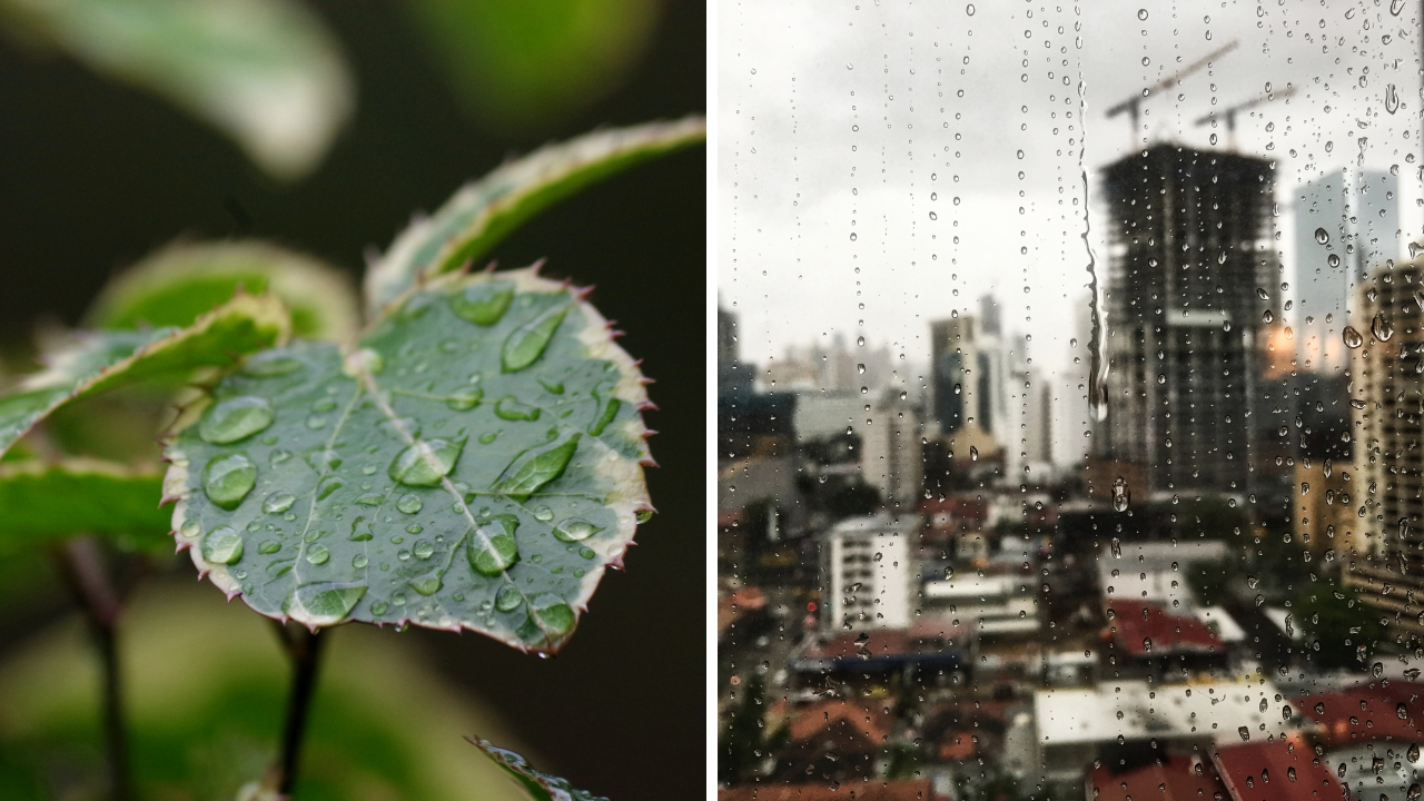Why Do More People Fall Ill During Monsoon Season and What Can We Do To Avoid It?