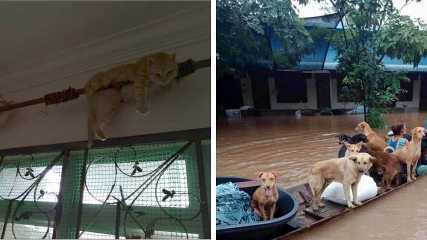 Malaysia Veterinary Medical Association Offers Free Treatment For Animals Affected By The Flood