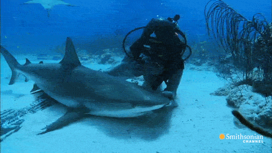 Giphy Kiss a shark, earn a million.