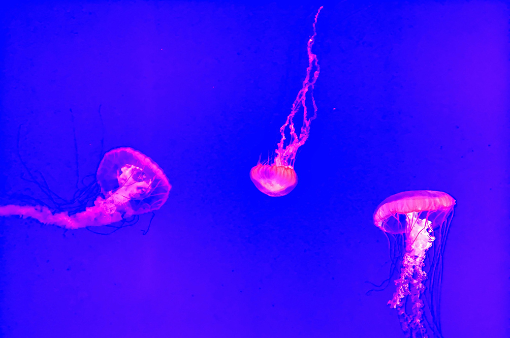 Uh Oh! Two Species Of Deadly Jellyfish Spotted Off The Coast Of Penang