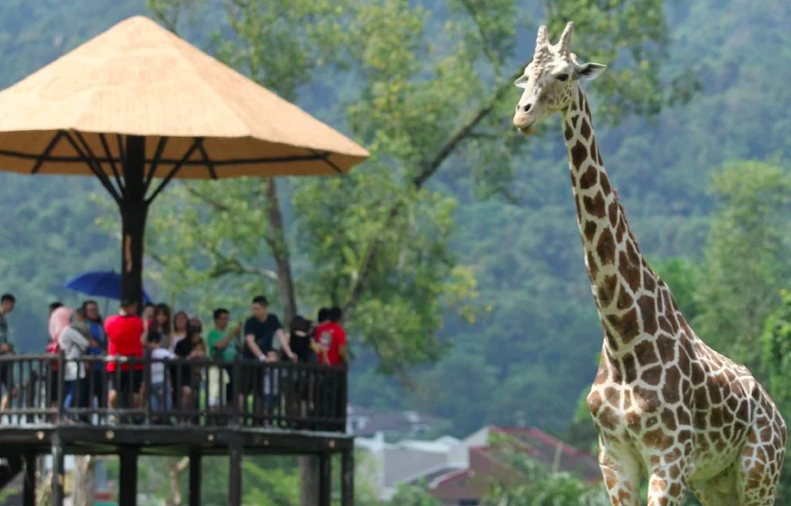 New Straits Times The zoo still needs our help.
