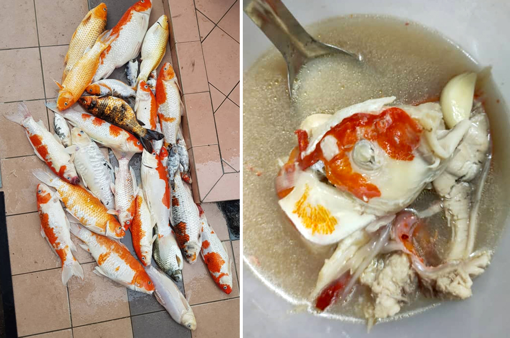 Sabah Woman Gives Dead Pet Koi Fishes A Grand Send Off...Into Her Tummy!