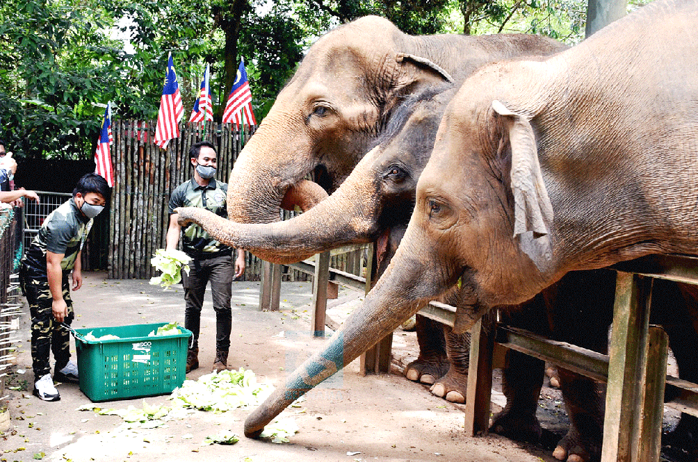 Hey Animal Lovers, Zoo Negara Is Looking For Volunteers To Help Feed