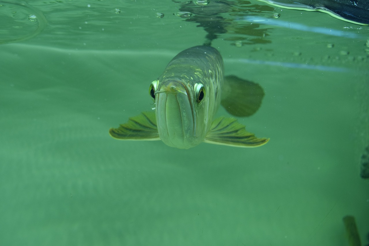 Pixabay/Nhật Anh Lê Not the real fish, of course.