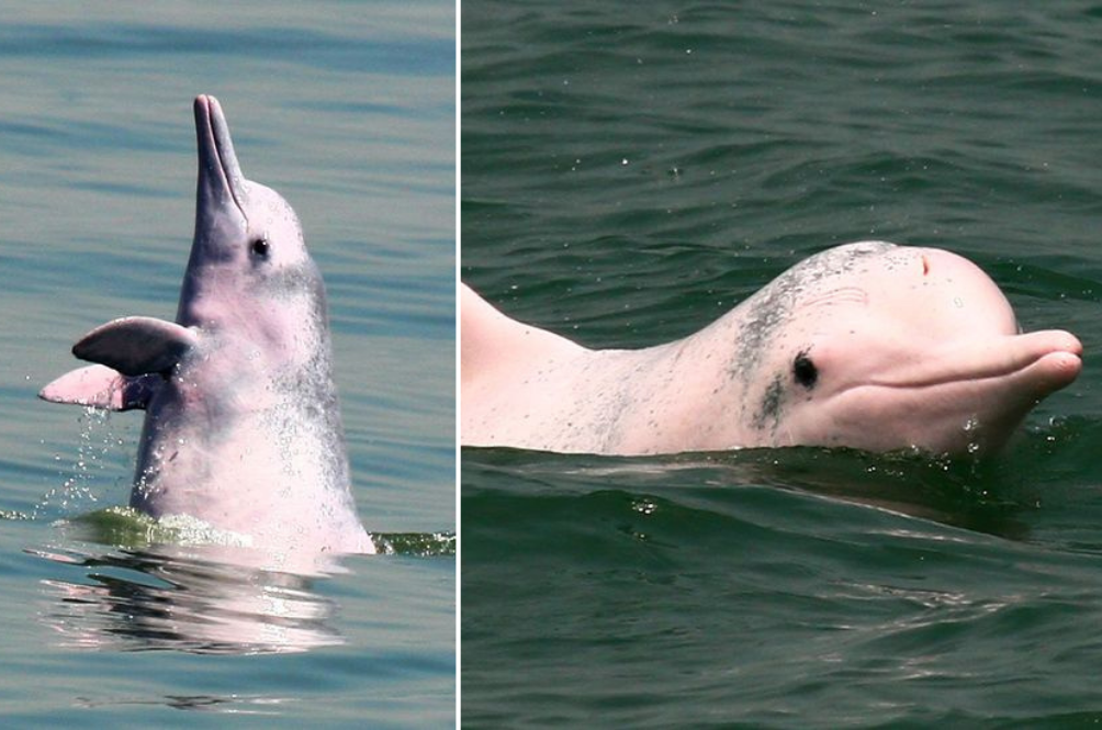 Cute Stuff: A Rare Pink Dolphin Was Spotted Enjoying Himself In The Waters Of Vietnam