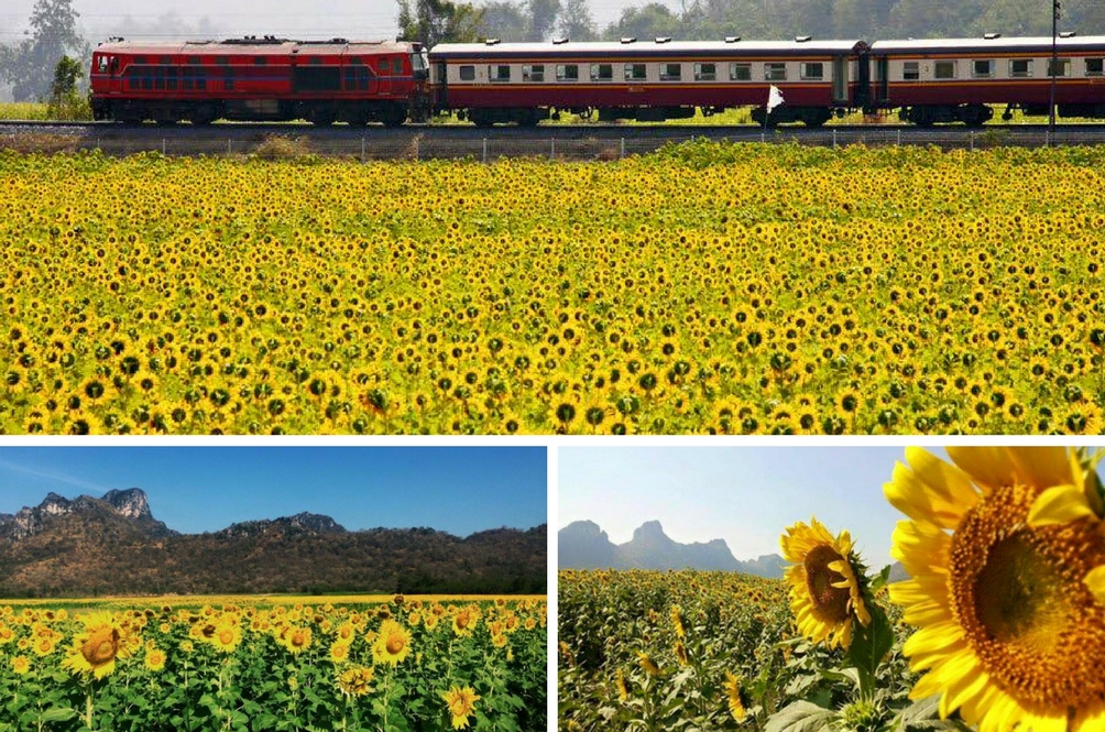 Tips Dan Bagaimana Anda Boleh Menikmati Ladang Bunga Matahari Di Saraburi Thailand Skop Rojak Daily