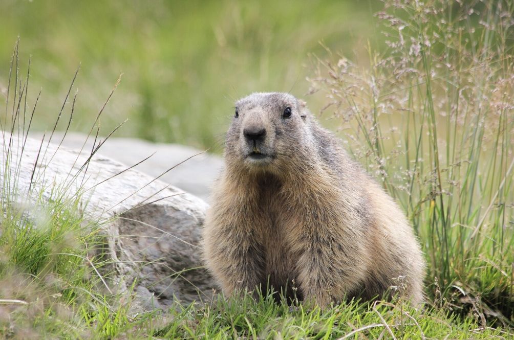 Mongolian Man Contracts Bubonic Plague After Eating Marmot Meat