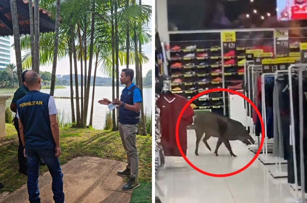 Perhilitan To Set Up Traps To Control Population After Wild Boar Strays Into Mall In Putrajaya Kaw Rojak Daily