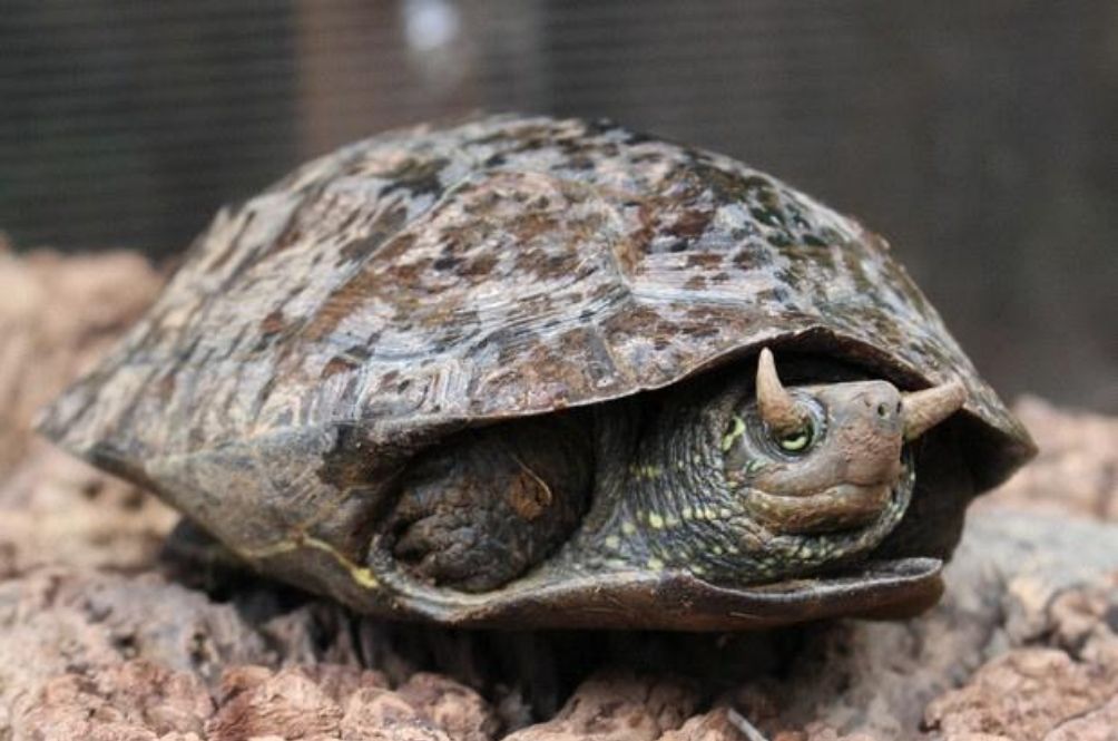 Rare Turtle With Horns On Eyelids A Hit Feature At Japanese Zoo