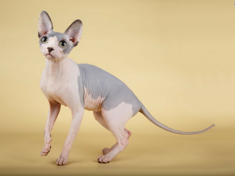 Nama Jenis Kucing Di Malaysia : Nama jenis kucing di malaysia.