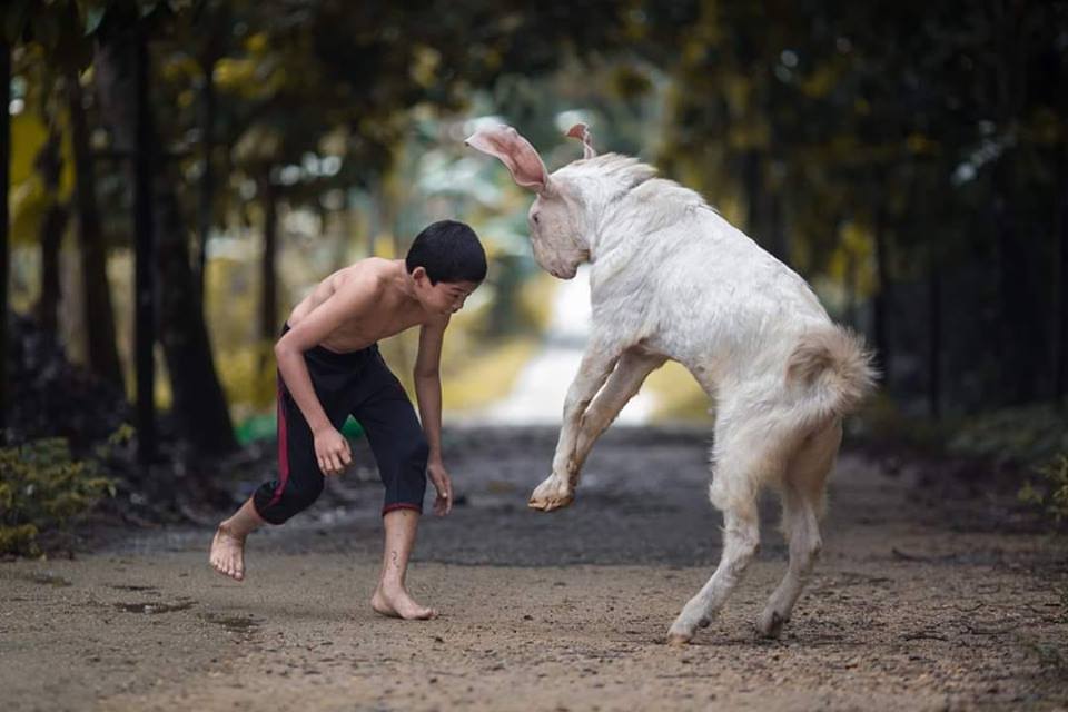 gambar lagi pusing banyak pikiran Fotogenik Teruk Rupanya Bukan Kerbau Je Banyak  Lagi  