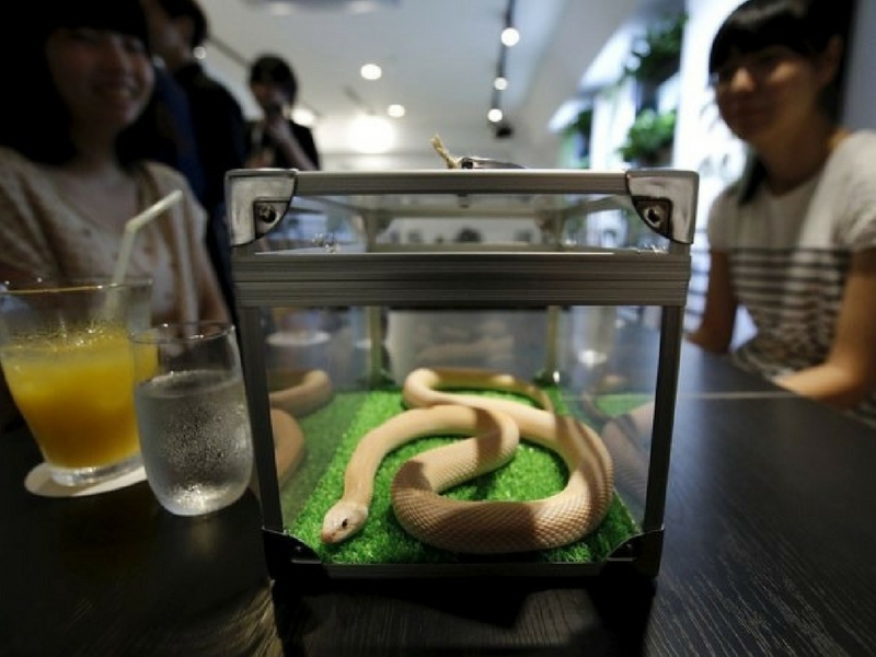 Lazypenguins Sambil jamu selera, sambil melihat keunikan spesis ular