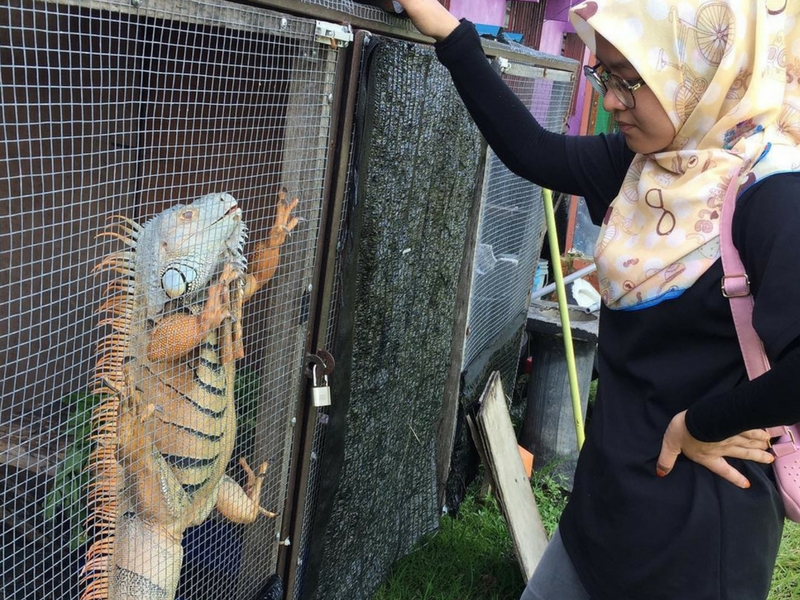 Dewi Iguana antara haiwan diperlihara gadis ini di belakang rumahnya.