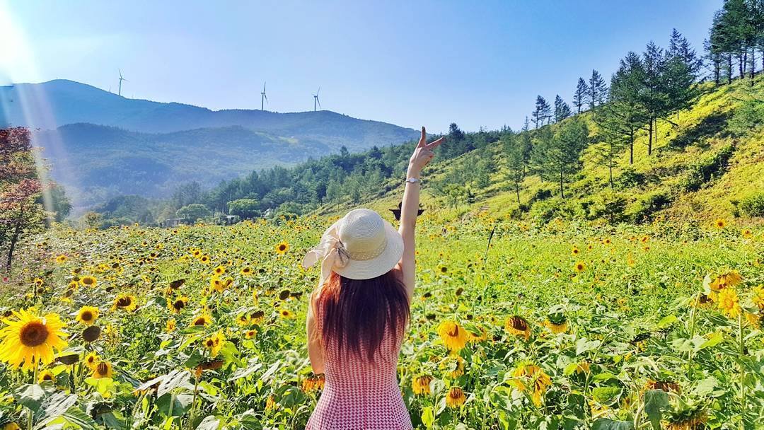 Instagram - @kang__gom Don't miss the annual Taebaek Sunflower Festival!