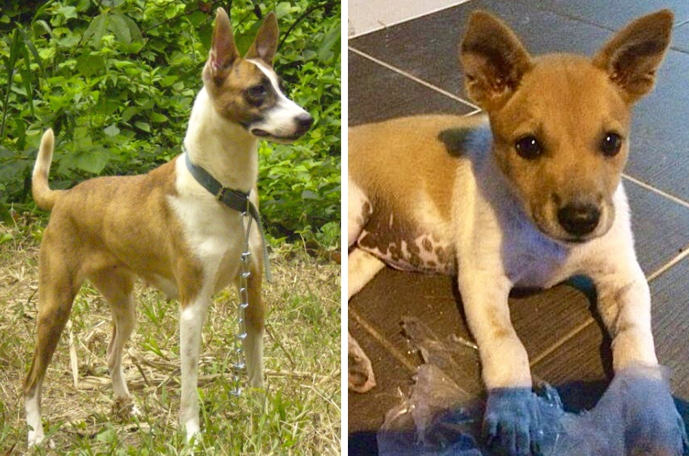 Did You Know That Malaysia Has Its Very Own Dog Breed That S Also
