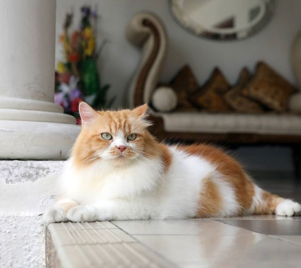 @kikyseriperdana Instagram She knows who's the real boss in this house.