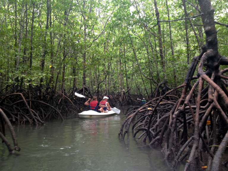 backpackerlee.wordpress.com If you're feeling extra adventurous, you can even kayak your way through the mangrove!