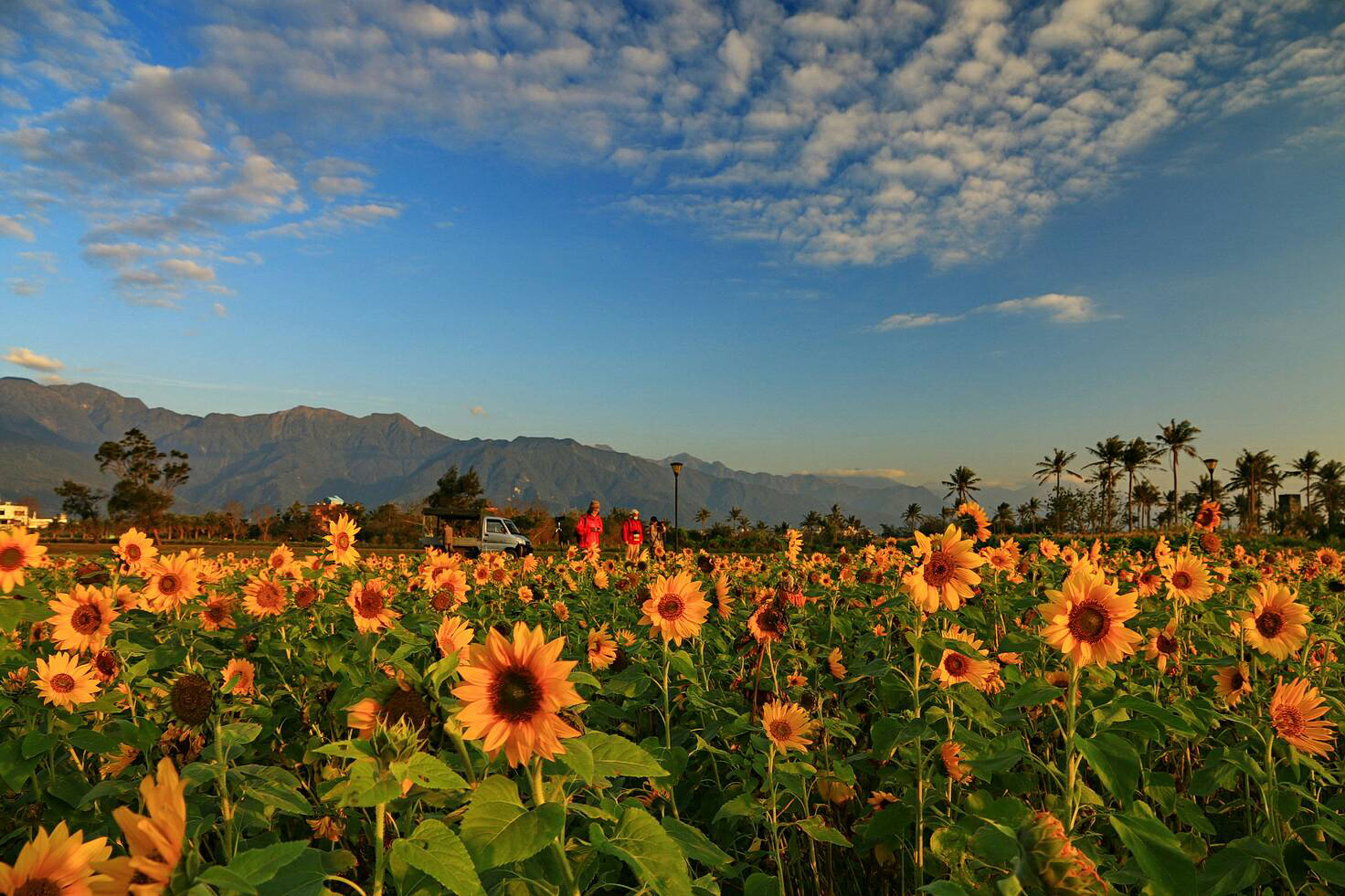 5 InstagramWorthy Sunflower Fields You Should Visit Across Asia