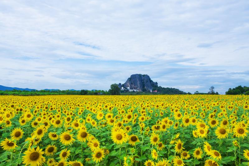Tuchkay123 Yellow field of happiness.