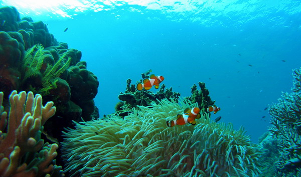 guideoftravels.com A bunch of Nemos on a mission to find Dory.