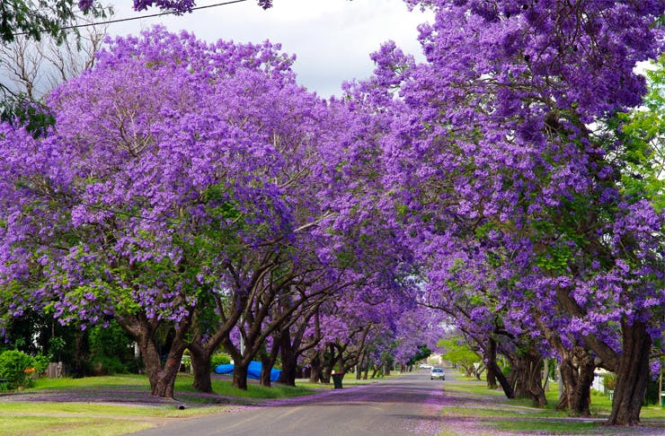 theurbanlist.com Lovely purple blooms will definitely make your pictures pop out!