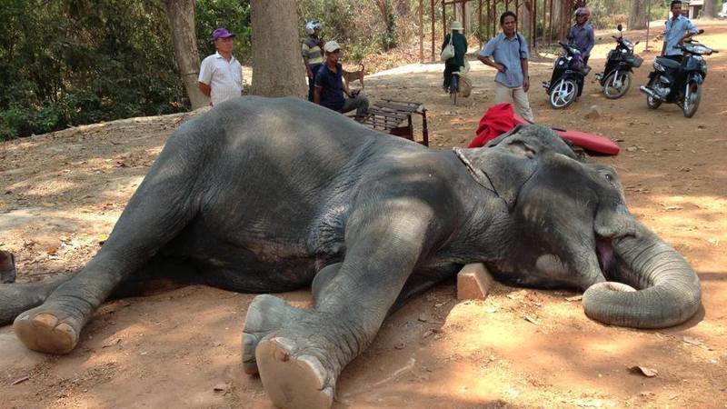 change.org This poor elephant collapsed and died after working in 40 degrees heat.
