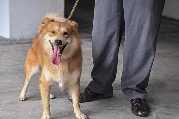 Bernama Furby during the recent court hearing looking happy and healthy.
