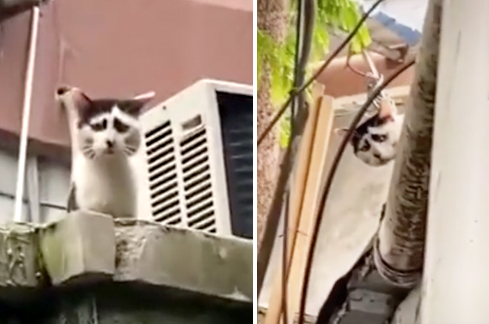 Move Aside Grumpy Cat Permanently Sad Cat Is The Internet S Newest Star Lifestyle Rojak Daily Move Aside Grumpy Cat Permanently Sad Cat Is The Internet S Newest Star Lifestyle Rojak Daily
