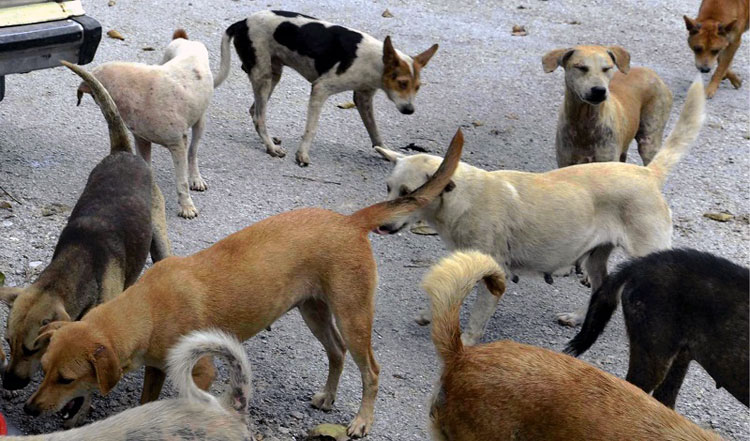 Stray dogs. Stray dogs everywhere.