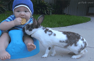 rabbit-steal-baby-biscuit