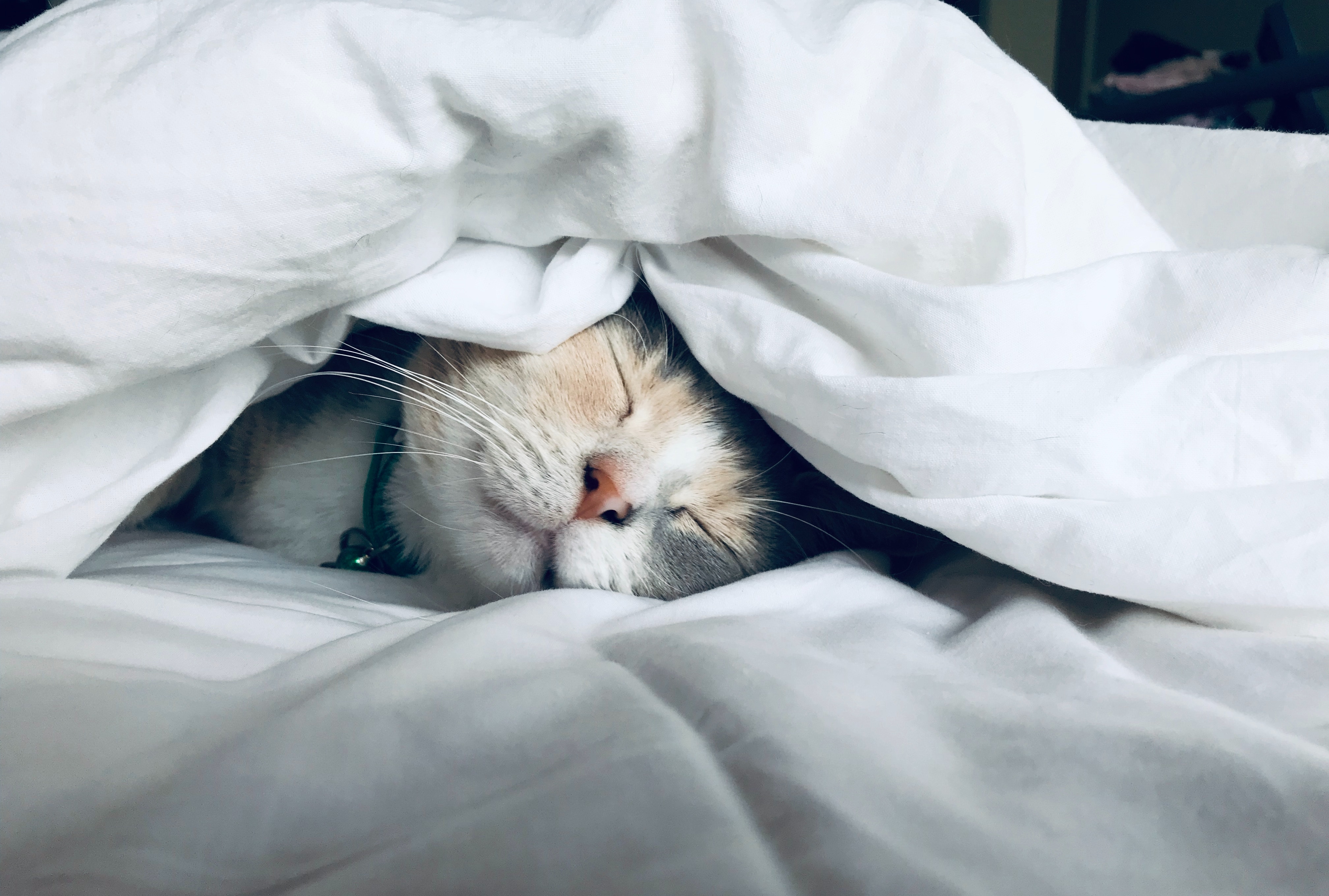 Kate Stone Matheson on Unsplash Sleep is life