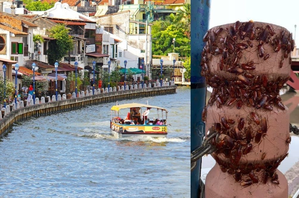 Man Shares Images Of Cockroaches Found On Bollards By The Melaka River And We Just Cannot Kaw Rojak Daily