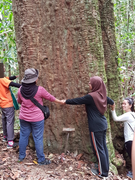 It took about six people to hug the tree