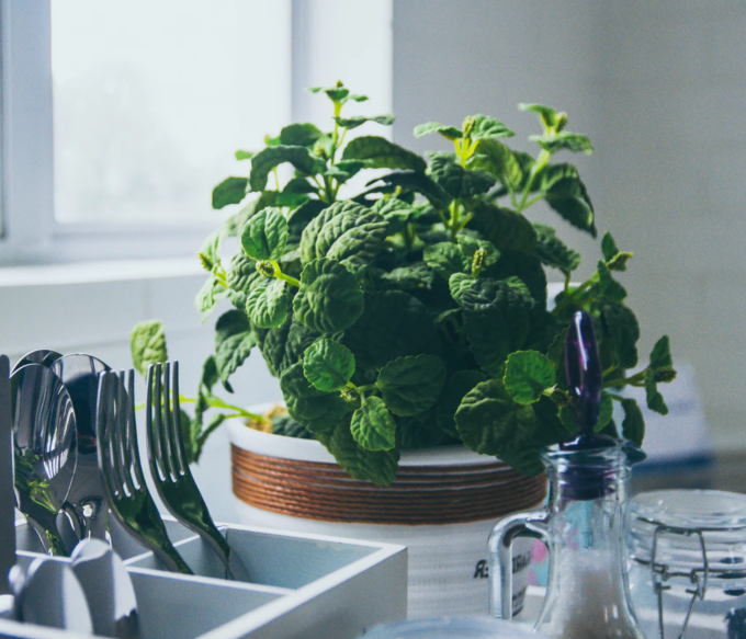 mint-plant.png
