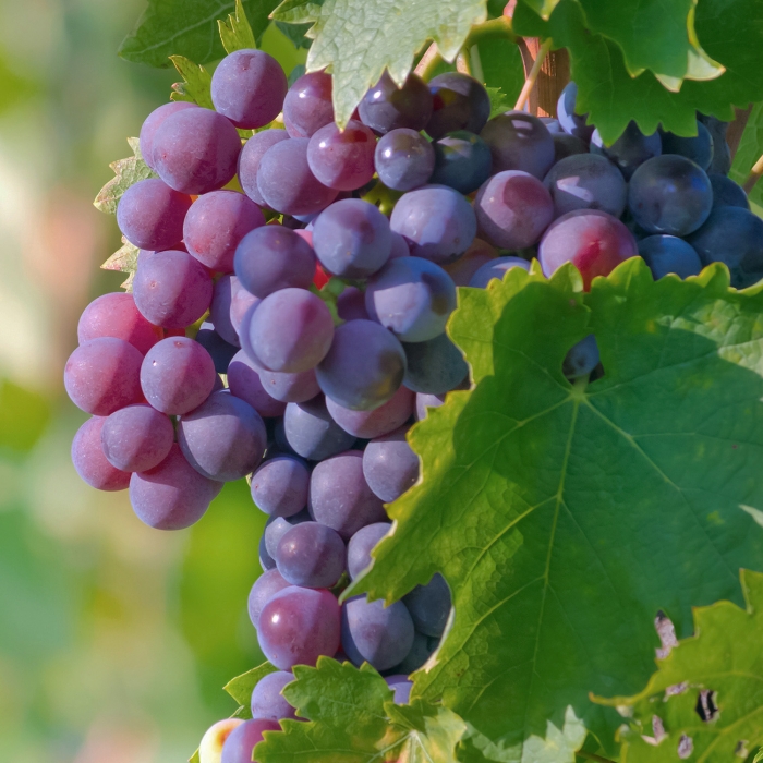 fruit-july16-2.jpg fruit-july16-2.jpg